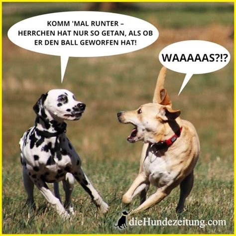 bilder lustige hunde|lustige bilder zum ausdrucken.